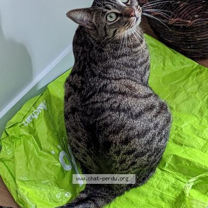 Photo 1/1 Pilou Chat perdu à Varengeville sur mer