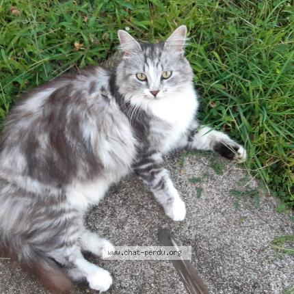 Photo 1/1 Plume Chat perdu à Moyaux