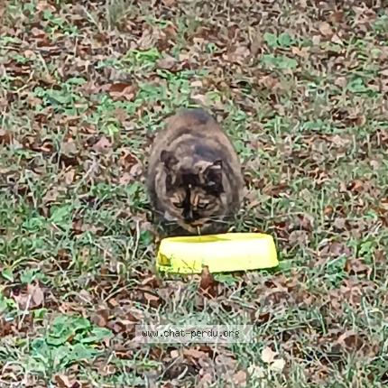 Photo 1/1 Stella Chat perdu à Saint victor malescours