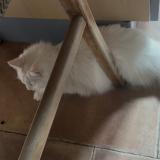 Photo de chat perdu à Nailloux