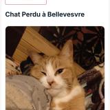 Photo de chat perdu à Bellevesvre