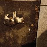 Photo de chat trouvé à Orleans