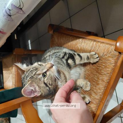 Photo 1/1 Chat trouvé Trouvé à Lieusaint
