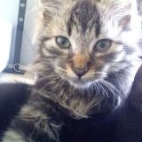 Photo de chat perdu à Querqueville