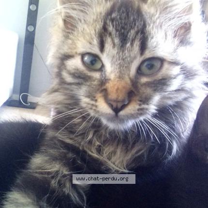 Photo 1/1 Bouboule Chat perdu à Querqueville
