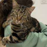 Photo de chat perdu à Hagondange