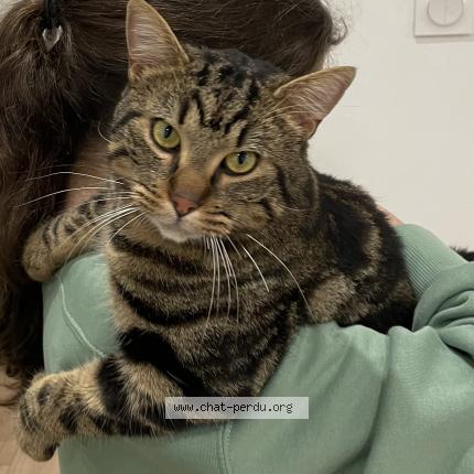 Photo 1/1 Minoush Chat perdu à Hagondange