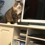 Photo de chat perdu à Autun