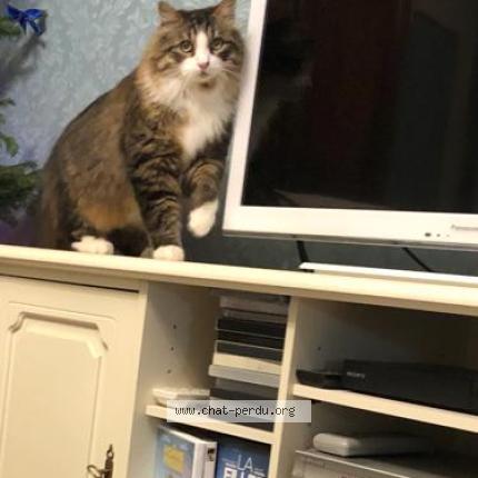 Photo 1/1 Chat retrouvé Perdu à Autun