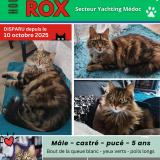 Photo de chat perdu à Hourtin