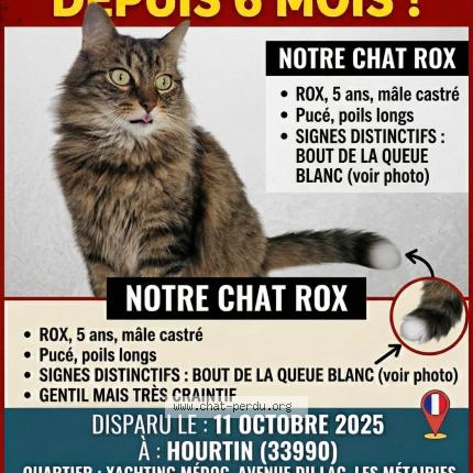 Photo 2/3 Rox Chat perdu à Hourtin