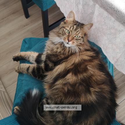 Photo 3/3 Rox Chat perdu à Hourtin