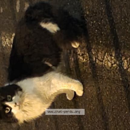 Photo 1/1 Chat trouvé Trouvé à Saint nazaire