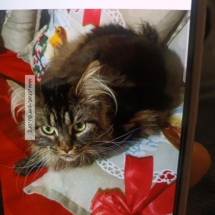 Photo 1/1 Ashie Chat perdu à Eragny sur oise