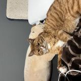 Photo de chat perdu à Santa Ana