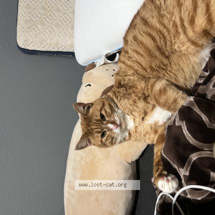 Photo 1/1 Cheddar Chat perdu à Santa ana