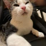 Photo de chat perdu à Nanterre