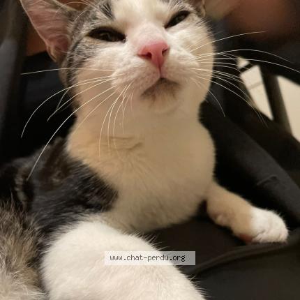 Photo 1/1 Billy Chat perdu à Nanterre