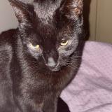 Photo de chat perdu à Puget Sur Argens