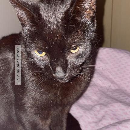 Photo 1/1 Kyrbi Chat perdu à Puget sur argens