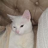 Photo de chat perdu à Draguignan