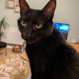 Photo de chat perdu à Villenave D Ornon