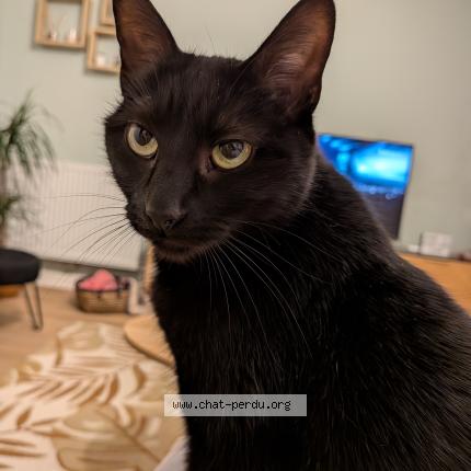 Photo 1/1 Casper Chat perdu à Villenave d ornon