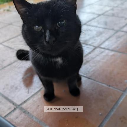 Photo 1/1 Chat trouvé Trouvé à Villenave d ornon