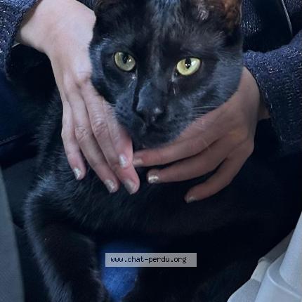 Photo 1/1 Minuit Chat perdu à Aix en provence