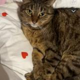 Photo de chat perdu à Erquinghem Lys