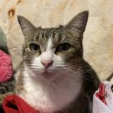 Photo de chat perdu à Houston