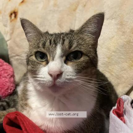 Photo 1/1 Kit Chat perdu à Houston