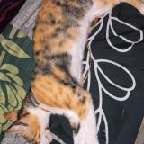 Photo de chat perdu à Gurugram