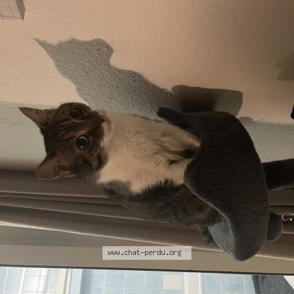 Photo 1/1 Minette Chat perdu à Vallorbe