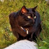 Photo de chat perdu à Bry Sur Marne