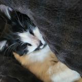 Photo de chat perdu à Decines Charpieu