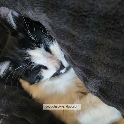 Photo 1/1 Figaro Chat perdu à Decines charpieu