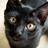 Photo de chat perdu à Sin Le Noble