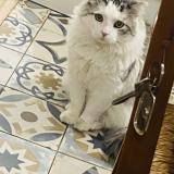 Photo de chat perdu à Nimes