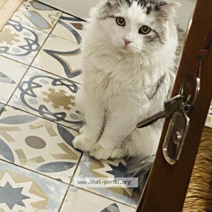 Photo 1/1 Mimi Chat perdu à Nimes