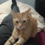 Photo de chat perdu à Bordeaux