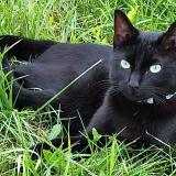 Photo de chat perdu à Fleurines