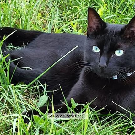 Photo 1/1 Kyara Chat perdu à Fleurines