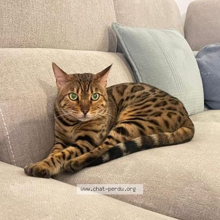 Photo 1/1 TIM Chat perdu à Baixas