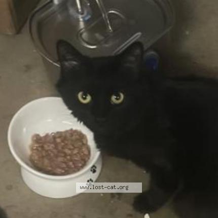 Photo 1/1 Leia Chat perdu à Anaheim