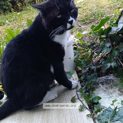 Photo 1/1 Chat retrouvé Perdu à Tours