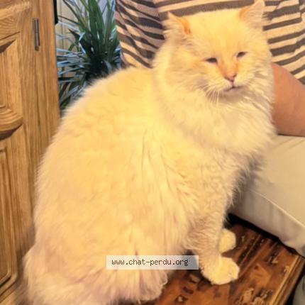 Photo 1/1 Chat retrouvé Perdu à Cherbourg en cotentin