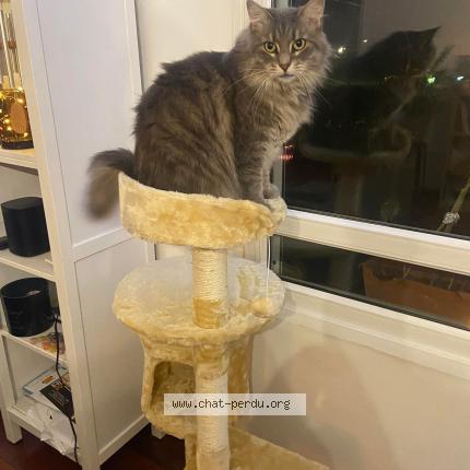 Photo 1/1 Odette Chat perdu à Reims