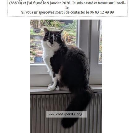 Photo 1/1 Chat retrouvé Perdu à Hareville Sous Montfort