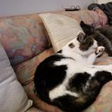 Photo de chat perdu à Lebouscat